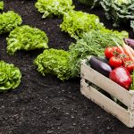 vegetables cultivation