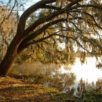 serene photo of tree over lake alice